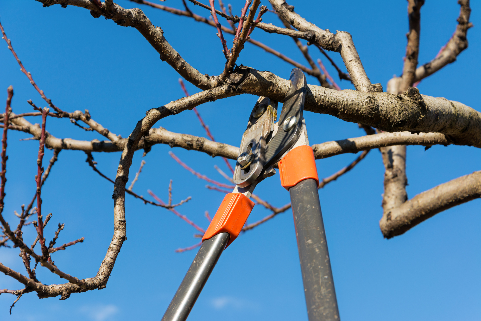 Tree Pruning