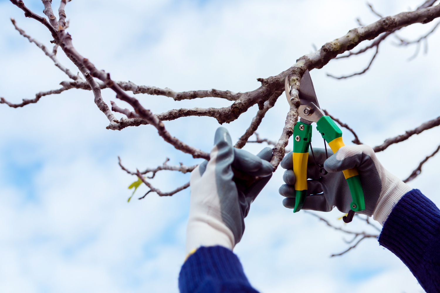 Tree Pruning Melbourne